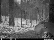 Kentucky deer hunting, western kentucky deer hunting, deer hunting, hunting, archery, Whitetail deer hunting, west ky whitetail hunting, kentucky whitetail outfitters, boone & crocket, food plots, deer food plots, chickory plots, lodging
