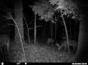 Kentucky deer hunting, western kentucky deer hunting, deer hunting, hunting, archery, Whitetail deer hunting, west ky whitetail hunting, kentucky whitetail outfitters, boone & crocket, food plots, deer food plots, chickory plots, lodging
