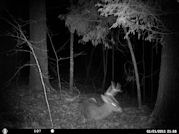 Kentucky deer hunting, western kentucky deer hunting, deer hunting, hunting, archery, Whitetail deer hunting, west ky whitetail hunting, kentucky whitetail outfitters, boone & crocket, food plots, deer food plots, chickory plots, lodging
