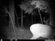 Kentucky deer hunting, western kentucky deer hunting, deer hunting, hunting, archery, Whitetail deer hunting, west ky whitetail hunting, kentucky whitetail outfitters, boone & crocket, food plots, deer food plots, chickory plots, lodging