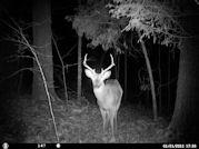 Kentucky deer hunting, western kentucky deer hunting, deer hunting, hunting, archery, Whitetail deer hunting, west ky whitetail hunting, kentucky whitetail outfitters, boone & crocket, food plots, deer food plots, chickory plots, lodging