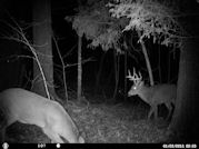 Kentucky deer hunting, western kentucky deer hunting, deer hunting, hunting, archery, Whitetail deer hunting, west ky whitetail hunting, kentucky whitetail outfitters, boone & crocket, food plots, deer food plots, chickory plots, lodging