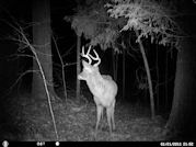 Kentucky deer hunting, western kentucky deer hunting, deer hunting, hunting, archery, Whitetail deer hunting, west ky whitetail hunting, kentucky whitetail outfitters, boone & crocket, food plots, deer food plots, chickory plots, lodging