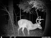 Kentucky deer hunting, western kentucky deer hunting, deer hunting, hunting, archery, Whitetail deer hunting, west ky whitetail hunting, kentucky whitetail outfitters, boone & crocket, food plots, deer food plots, chickory plots, lodging
