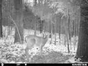 Kentucky deer hunting, western kentucky deer hunting, deer hunting, hunting, archery, Whitetail deer hunting, west ky whitetail hunting, kentucky whitetail outfitters, boone & crocket, food plots, deer food plots, chickory plots, lodging