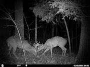 Kentucky deer hunting, western kentucky deer hunting, deer hunting, hunting, archery, Whitetail deer hunting, west ky whitetail hunting, kentucky whitetail outfitters, boone & crocket, food plots, deer food plots, chickory plots, lodging