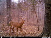 Kentucky deer hunting, western kentucky deer hunting, deer hunting, hunting, archery, Whitetail deer hunting, west ky whitetail hunting, kentucky whitetail outfitters, boone & crocket, food plots, deer food plots, chickory plots, lodging