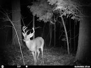 Kentucky deer hunting, western kentucky deer hunting, deer hunting, hunting, archery, Whitetail deer hunting, west ky whitetail hunting, kentucky whitetail outfitters, boone & crocket, food plots, deer food plots, chickory plots, lodging