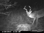 Kentucky deer hunting, western kentucky deer hunting, deer hunting, hunting, archery, Whitetail deer hunting, west ky whitetail hunting, kentucky whitetail outfitters, boone & crocket, food plots, deer food plots, chickory plots, lodging