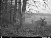 Kentucky deer hunting, western kentucky deer hunting, deer hunting, hunting, archery, Whitetail deer hunting, west ky whitetail hunting, kentucky whitetail outfitters, boone & crocket, food plots, deer food plots, chickory plots, lodging