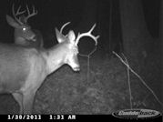 Kentucky deer hunting, western kentucky deer hunting, deer hunting, hunting, archery, Whitetail deer hunting, west ky whitetail hunting, kentucky whitetail outfitters, boone & crocket, food plots, deer food plots, chickory plots, lodging