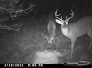 Kentucky deer hunting, western kentucky deer hunting, deer hunting, hunting, archery, Whitetail deer hunting, west ky whitetail hunting, kentucky whitetail outfitters, boone & crocket, food plots, deer food plots, chickory plots, lodging