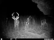 Kentucky deer hunting, western kentucky deer hunting, deer hunting, hunting, archery, Whitetail deer hunting, west ky whitetail hunting, kentucky whitetail outfitters, boone & crocket, food plots, deer food plots, chickory plots, lodging