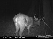 Kentucky deer hunting, western kentucky deer hunting, deer hunting, hunting, archery, Whitetail deer hunting, west ky whitetail hunting, kentucky whitetail outfitters, boone & crocket, food plots, deer food plots, chickory plots, lodging