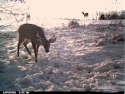 Kentucky deer hunting, western kentucky deer hunting, deer hunting, hunting, archery, Whitetail deer hunting, west ky whitetail hunting, kentucky whitetail outfitters, boone & crocket, food plots, deer food plots, chickory plots, lodging