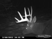Kentucky deer hunting, western kentucky deer hunting, deer hunting, hunting, archery, Whitetail deer hunting, west ky whitetail hunting, kentucky whitetail outfitters, boone & crocket, food plots, deer food plots, chickory plots, lodging