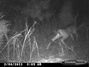 Kentucky deer hunting, western kentucky deer hunting, deer hunting, hunting, archery, Whitetail deer hunting, west ky whitetail hunting, kentucky whitetail outfitters, boone & crocket, food plots, deer food plots, chickory plots, lodging