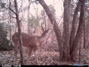 Kentucky deer hunting, western kentucky deer hunting, deer hunting, hunting, archery, Whitetail deer hunting, west ky whitetail hunting, kentucky whitetail outfitters, boone & crocket, food plots, deer food plots, chickory plots, lodging