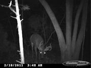 Kentucky deer hunting, western kentucky deer hunting, deer hunting, hunting, archery, Whitetail deer hunting, west ky whitetail hunting, kentucky whitetail outfitters, boone & crocket, food plots, deer food plots, chickory plots, lodging