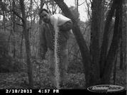 Kentucky deer hunting, western kentucky deer hunting, deer hunting, hunting, archery, Whitetail deer hunting, west ky whitetail hunting, kentucky whitetail outfitters, boone & crocket, food plots, deer food plots, chickory plots, lodging