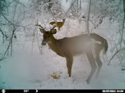 Kentucky deer hunting, western kentucky deer hunting, deer hunting, hunting, archery, Whitetail deer hunting, west ky whitetail hunting, kentucky whitetail outfitters, boone & crocket, food plots, deer food plots, chickory plots, lodging