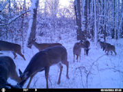 Kentucky deer hunting, western kentucky deer hunting, deer hunting, hunting, archery, Whitetail deer hunting, west ky whitetail hunting, kentucky whitetail outfitters, boone & crocket, food plots, deer food plots, chickory plots, lodging