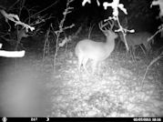 Kentucky deer hunting, western kentucky deer hunting, deer hunting, hunting, archery, Whitetail deer hunting, west ky whitetail hunting, kentucky whitetail outfitters, boone & crocket, food plots, deer food plots, chickory plots, lodging