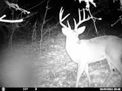 Kentucky deer hunting, western kentucky deer hunting, deer hunting, hunting, archery, Whitetail deer hunting, west ky whitetail hunting, kentucky whitetail outfitters, boone & crocket, food plots, deer food plots, chickory plots, lodging