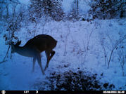 Kentucky deer hunting, western kentucky deer hunting, deer hunting, hunting, archery, Whitetail deer hunting, west ky whitetail hunting, kentucky whitetail outfitters, boone & crocket, food plots, deer food plots, chickory plots, lodging