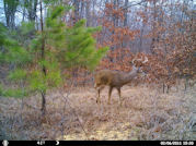 Kentucky deer hunting, western kentucky deer hunting, deer hunting, hunting, archery, Whitetail deer hunting, west ky whitetail hunting, kentucky whitetail outfitters, boone & crocket, food plots, deer food plots, chickory plots, lodging