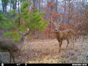 Kentucky deer hunting, western kentucky deer hunting, deer hunting, hunting, archery, Whitetail deer hunting, west ky whitetail hunting, kentucky whitetail outfitters, boone & crocket, food plots, deer food plots, chickory plots, lodging