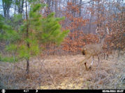 Kentucky deer hunting, western kentucky deer hunting, deer hunting, hunting, archery, Whitetail deer hunting, west ky whitetail hunting, kentucky whitetail outfitters, boone & crocket, food plots, deer food plots, chickory plots, lodging