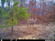 Kentucky deer hunting, western kentucky deer hunting, deer hunting, hunting, archery, Whitetail deer hunting, west ky whitetail hunting, kentucky whitetail outfitters, boone & crocket, food plots, deer food plots, chickory plots, lodging